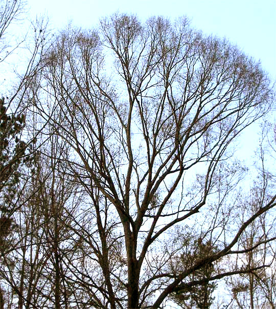 american elm tree identification. That#39;s an American Elm,