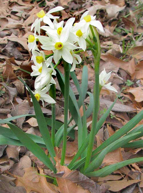 Bunch-flowered Narcissus, NARCISSUS TAZETTA