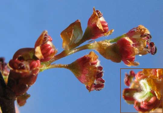 Winged Elms, ULMUS ALATA, flowers