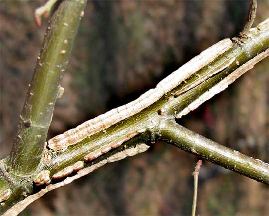 Winged Elms, ULMUS ALATA