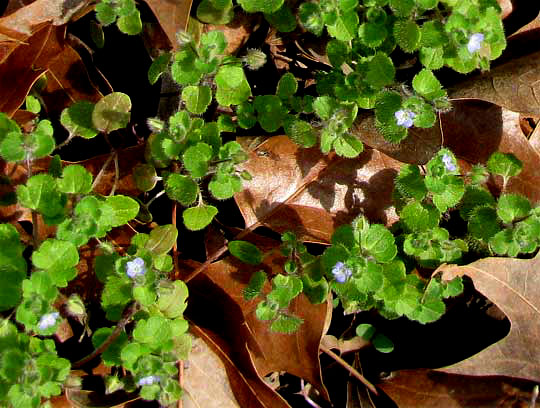 Ivy-leaved Speedwell, VERONICA HEDERAEFOLIA