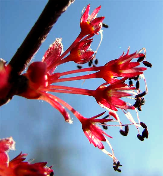 Red Maple flowers, ACER RUBRUM