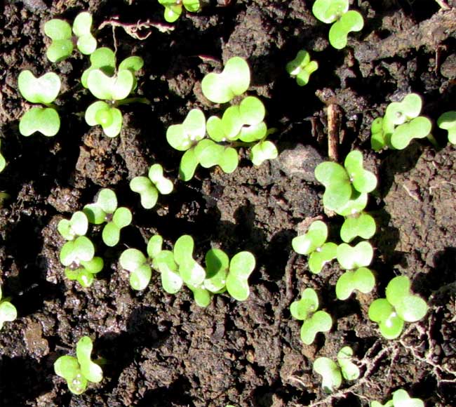 mustard green seedlings