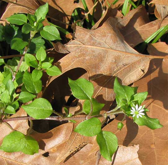 Common Chickweed, STELLARIA MEDIA