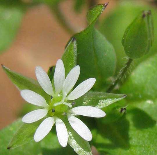 Common Chickweed flower, STELLARIA MEDIA