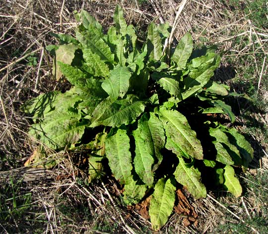 Curly or Yellow Dock leaves, RUMEX CRISPUS