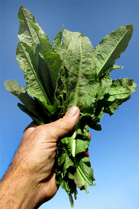 Curly or Yellow Dock leaves, RUMEX CRISPUS