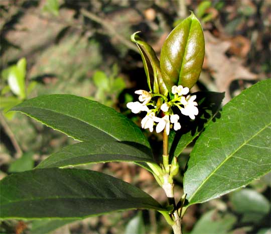 Sweet Olive, OSMANTHUS FRAGRANS