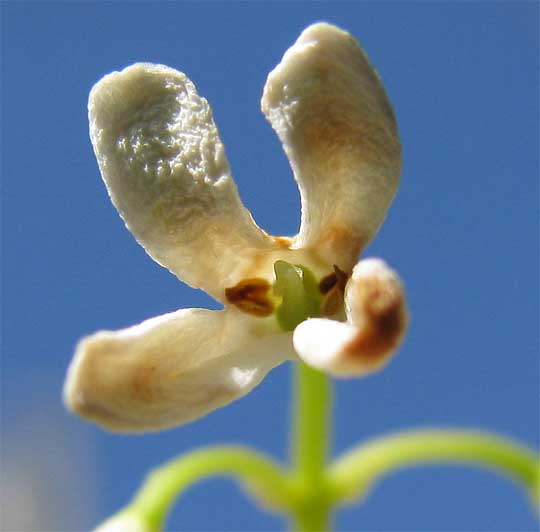 flower of Sweet Olive, OSMANTHUS FRAGRANS