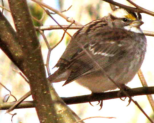 White-throated Sparrow, ZONOTRICHIA ALBICOLLIS