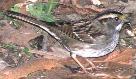 White-throated Sparrow, ZONOTRICHIA ALBICOLLIS