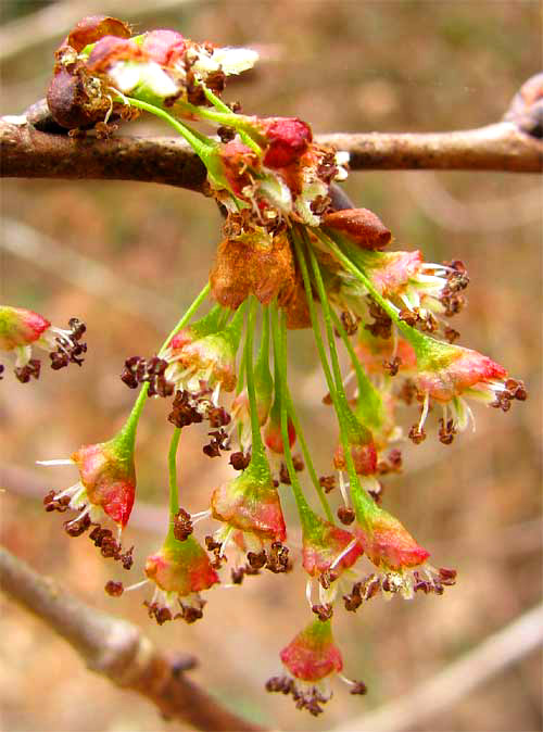 American Elm, ULMUS AMERICANA, flowers