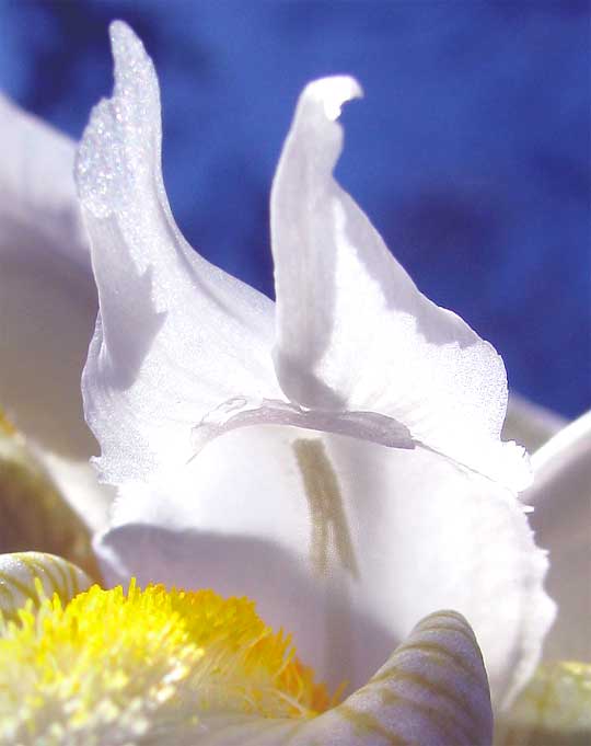 hairs of beard on iris fall