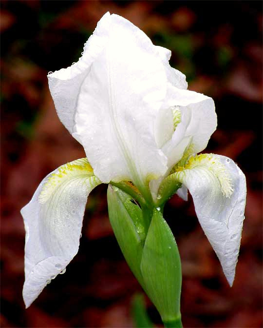 White Iris