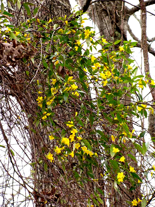 Yellow Jessamine, GELSEMIUM SEMPERVIRENS