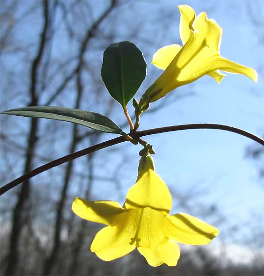 Yellow Jessamine, GELSEMIUM SEMPERVIRENS, flowers