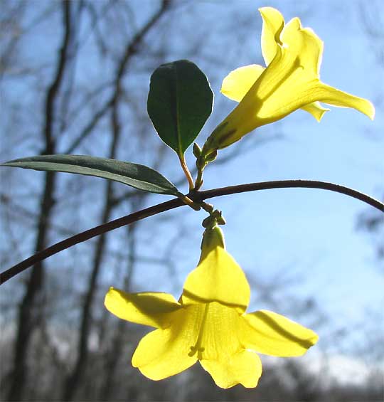 Yellow Jessamine, GELSEMIUM SEMPERVIRENS