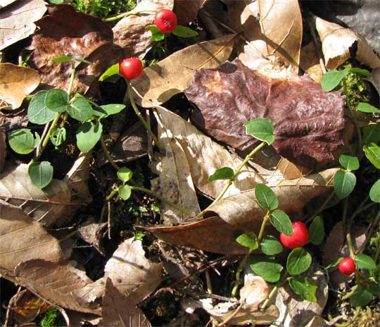 Partridge-Berry, MITCHELLA REPENS