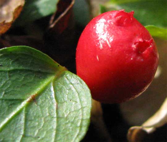 Partridge-Berry, MITCHELLA REPENS, fruit