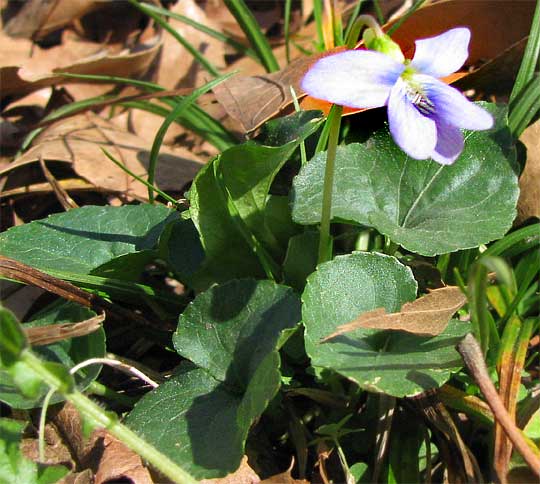 Common Blue Violet, VIOLA SORORIA