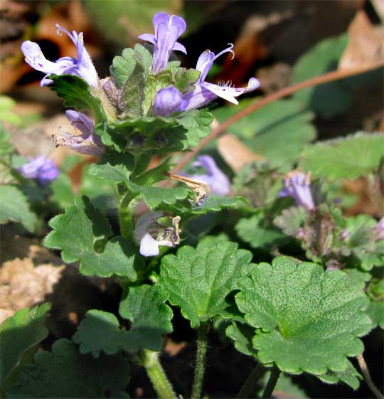 Ground-Ivy or Creeping Charlie, GLECHOMA HEDERACEA