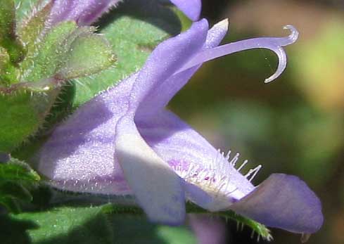 Ground-Ivy or Creeping Charlie, GLECHOMA HEDERACEA, flower