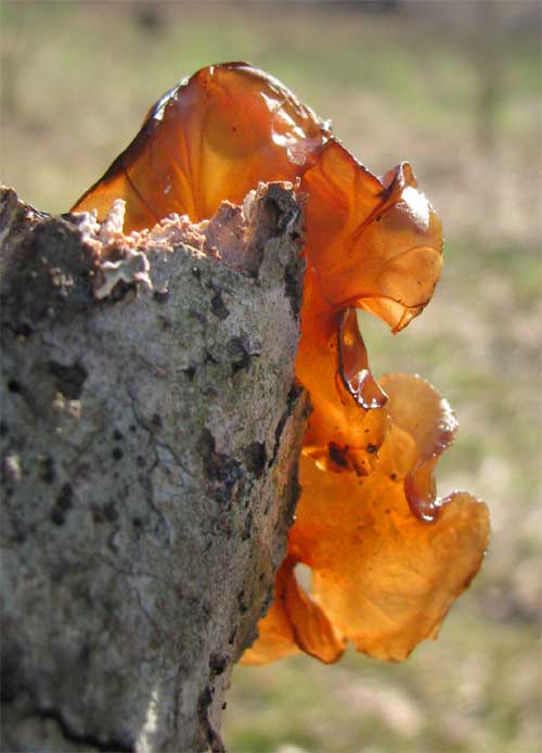 jelly fungus