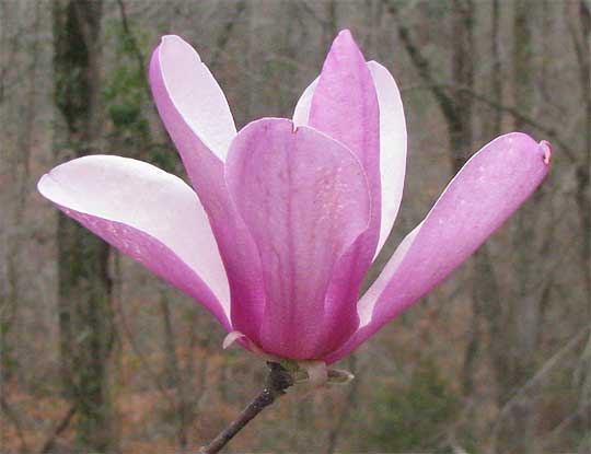 Lily Magnolia, MAGNOLIA LILIFLORA, flower