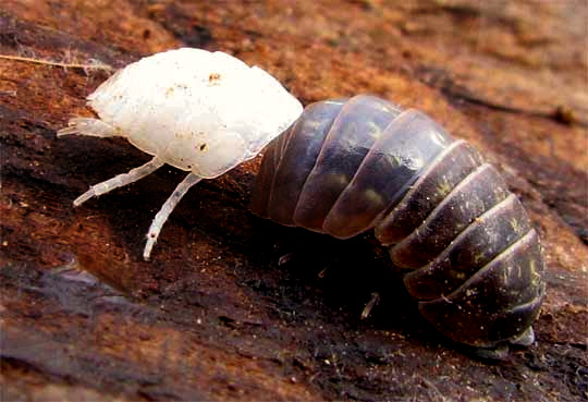 pillbug ecdysis