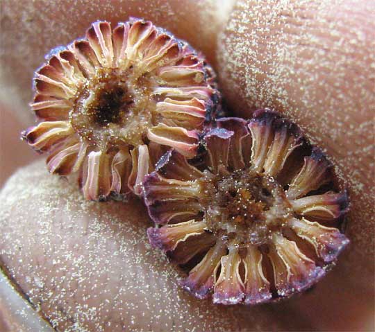 Longleaf Pine, PINUS PALUSTRIS, male flowers