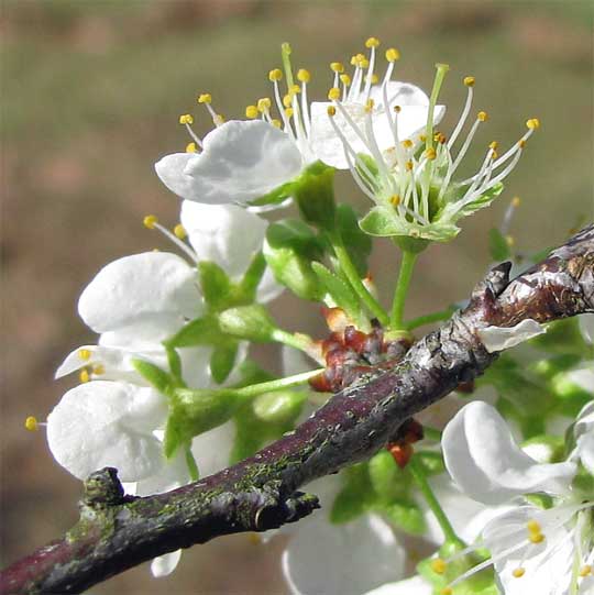 PLUM BLOSSOMS