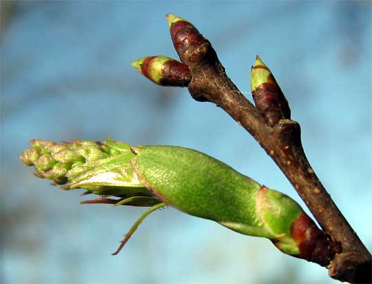 Black Cherry tree, PRUNUS SEROTINA, emerging flowers, buds