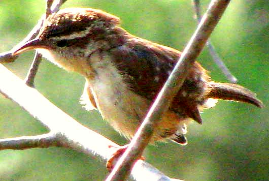 Carolina Wren, THRYOTHORUS LUDOVICIANUS