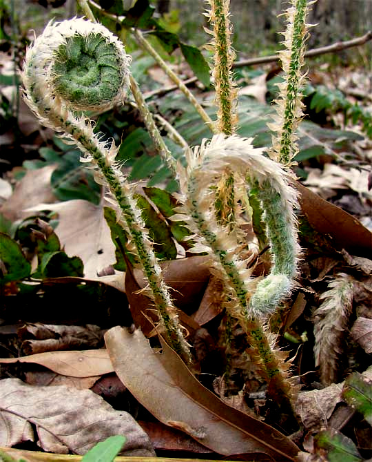 Christmas Ferns, POLYSTICHUM ACROSTICHOIDES, fiddlehead