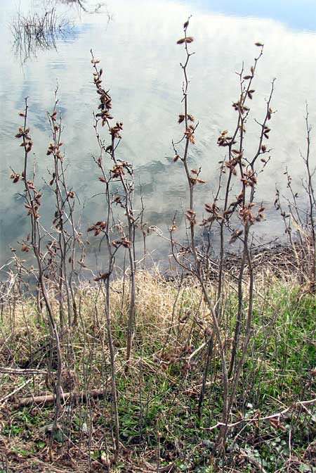 Common Cocklebur, XANTHIUM STRUMARIUM