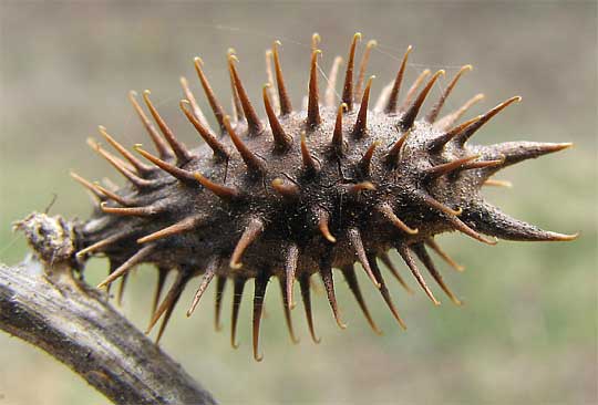 Common Cocklebur, XANTHIUM STRUMARIUM, fruit