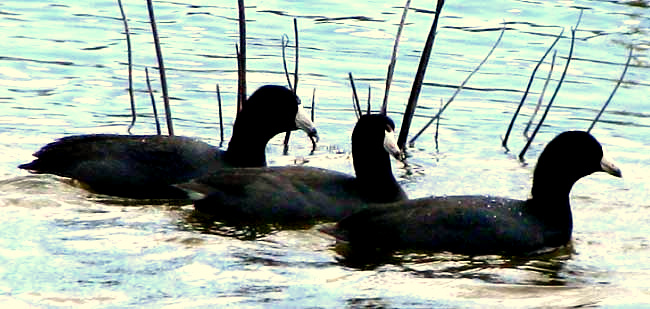 American Coot, FULICA AMERICANA