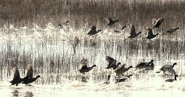 American Coots running-take-off