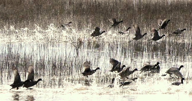 American Coot, FULICA AMERICANA