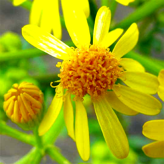 Butterweed, PACKERA GLABELLA