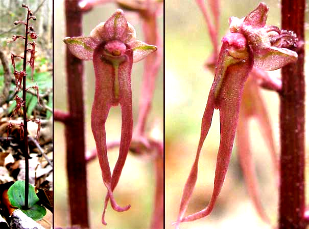 Southern Twayblade, LISTERA AUSTRALIS