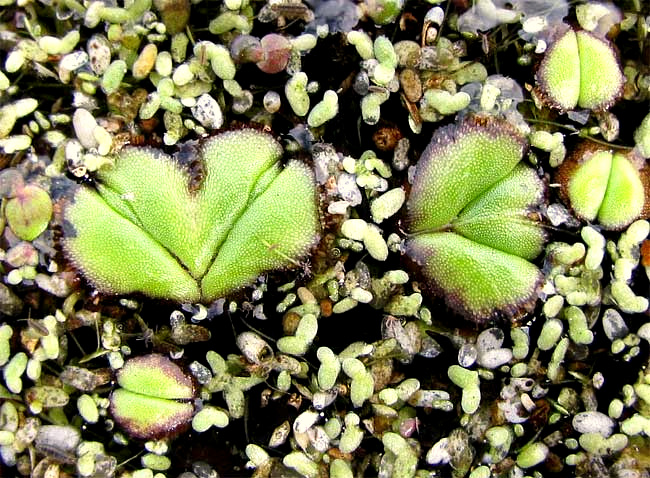 Purple-fringed Riccia, RICCIOCARPUS NATANS