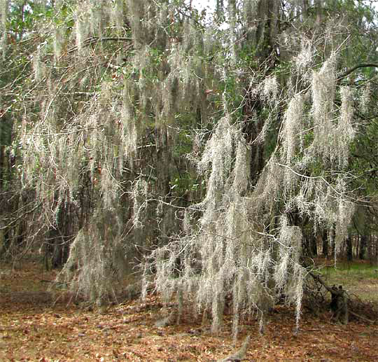 Spanish Moss, TILLANDSIA USNEOIDES