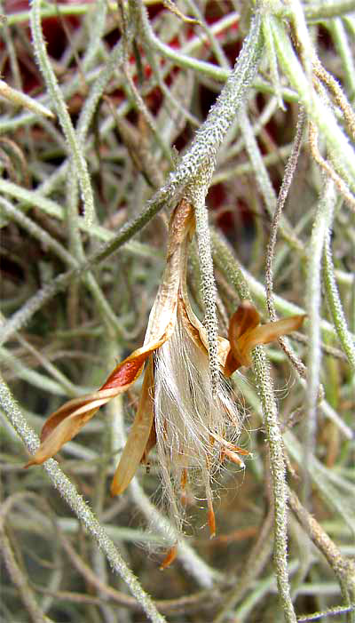 Spanish Moss, TILLANDSIA USNEOIDES, fruit and seeds