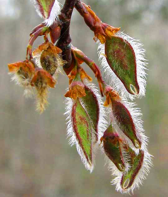 Winged Elms, ULMUS ALATA, fruits