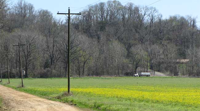 Bulbous Buttercups, or St. Anthony's Turnips, RANUNCULUS BULBOSUS