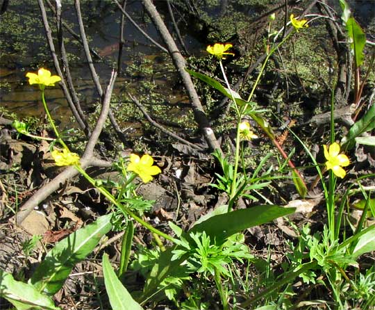 Bulbous Buttercups, or St. Anthony's Turnips, RANUNCULUS BULBOSUS