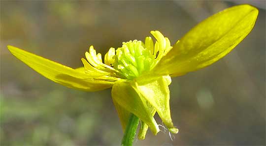 Bulbous Buttercups, or St. Anthony's Turnips, RANUNCULUS BULBOSUS