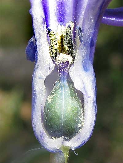 flower cross section of Common Hyacinth, HYACINTHUS ORIENTALIS