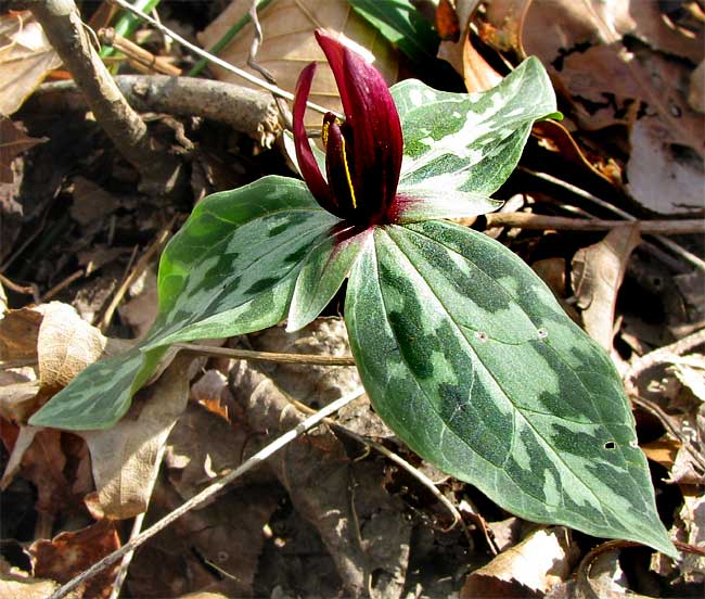 TRILLIUM FOETIDISSIMUM